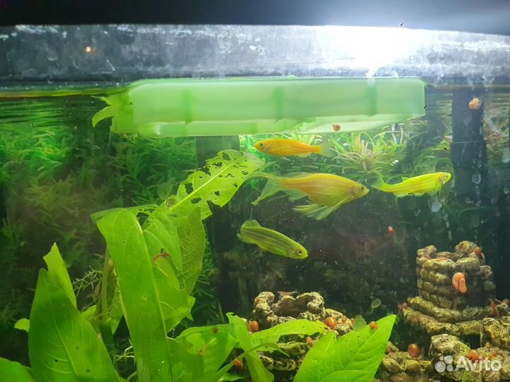 Два самца и самка зелёные данио