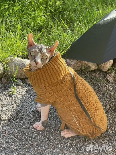 Канадский сфинкс эльф вязка