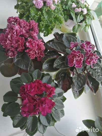 Детки, листы сортовых фиалок