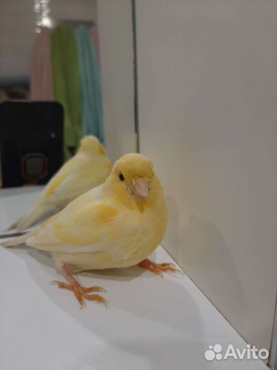 Канарейки