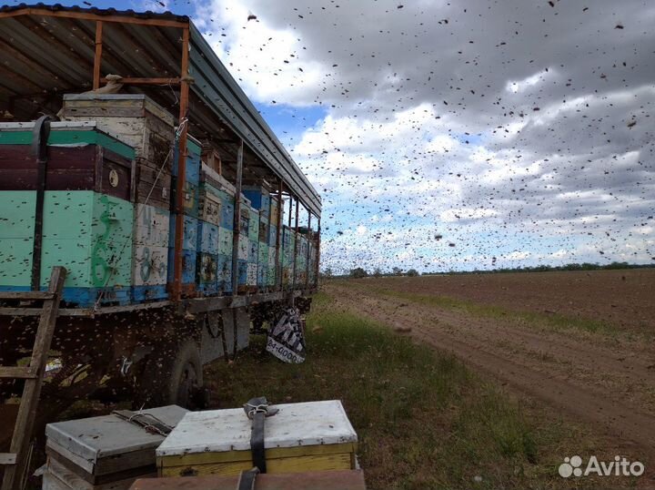Мёд натуральный воск