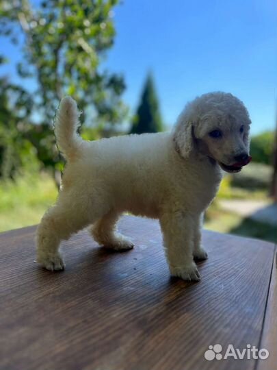 Щенки большого королевского пуделя