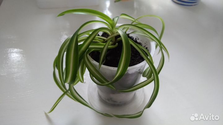 Хлорофитум кудрявый-Бонни