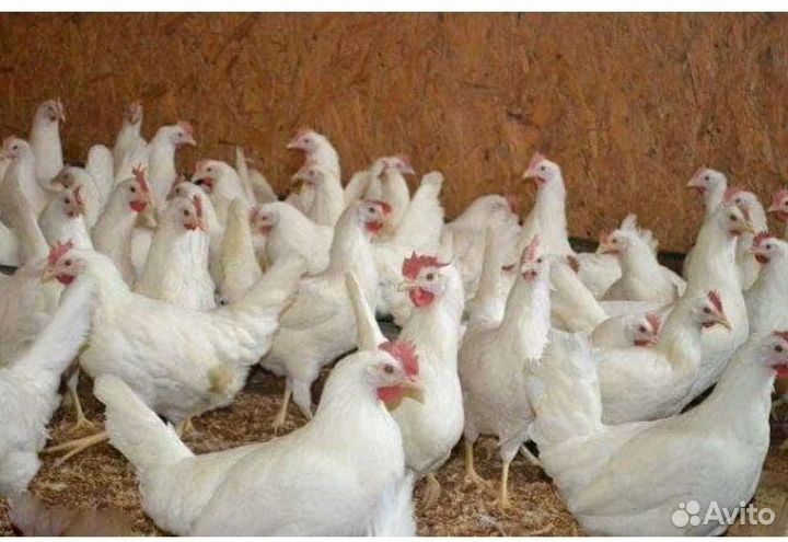 Курочки молодки несушки
