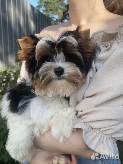 Щенки бивер йорка мини