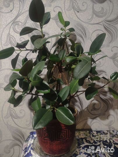 Большой Фикус в керамическом горшке