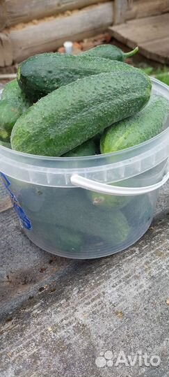 Огурцы помидоры