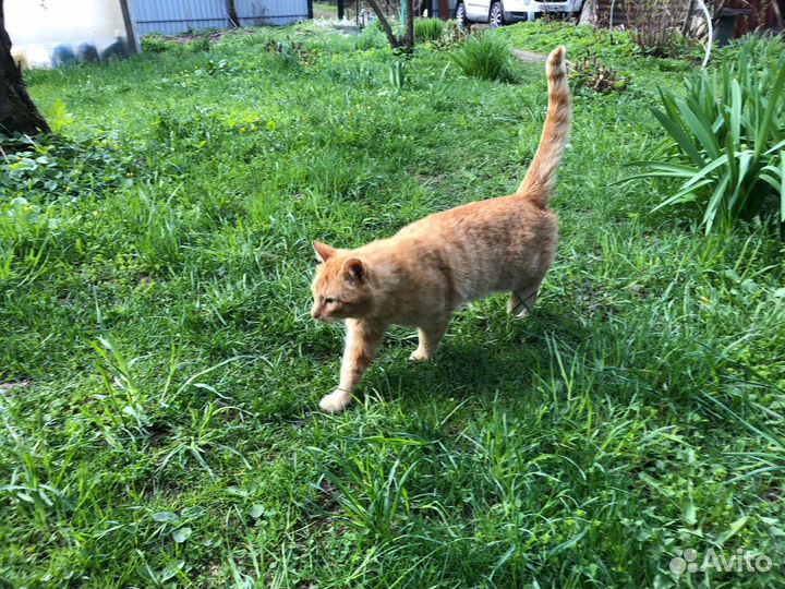 Рыжий кот в добрые руки