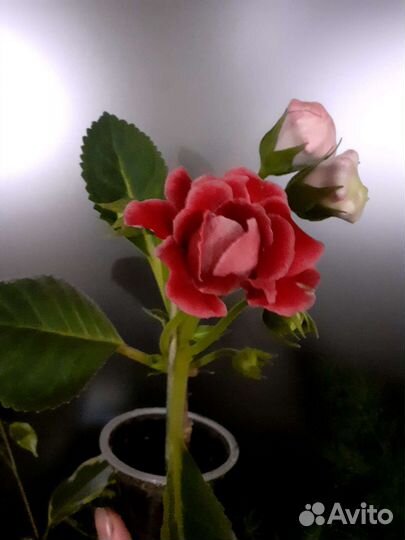 Антуриум, глоксиния, фиалка