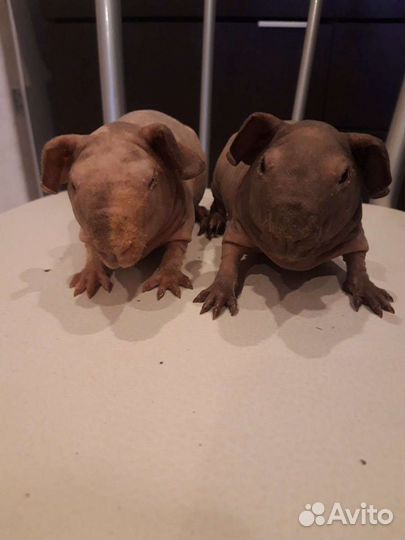 Морские свинки породистые