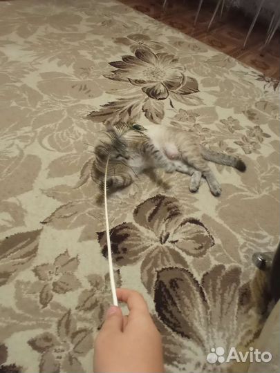 Кошка в дар бесплатно