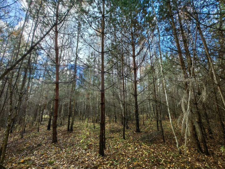 Участок 10 сот. (ИЖС)