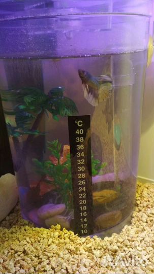 Аквариум для рыбки петушка