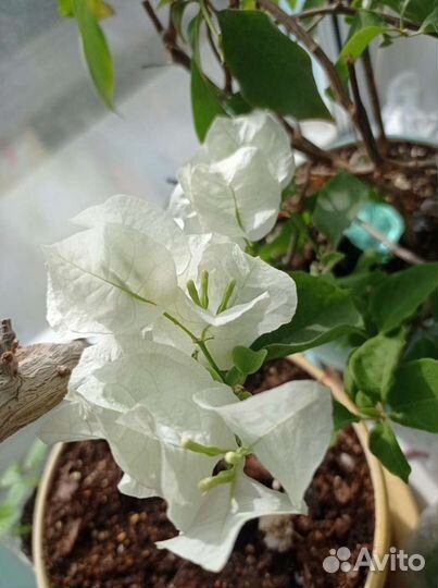 Бугенвиллия