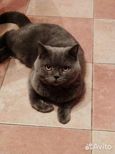 Вязка британский кот