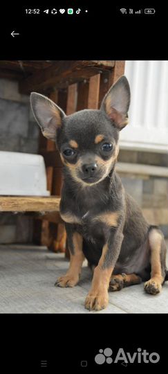 Чихуахуа мини