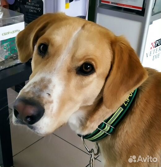 Особенный пёс Гарри ищет дом