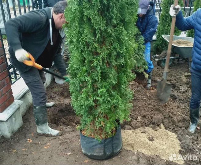 Туя смарагд 100 120