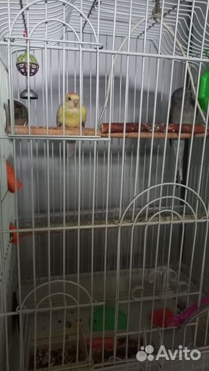 Певчий попугай