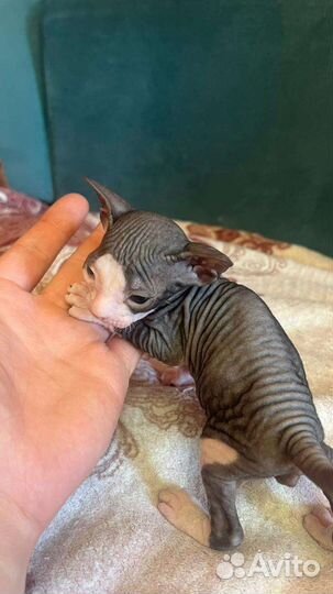 Донской сфинкс