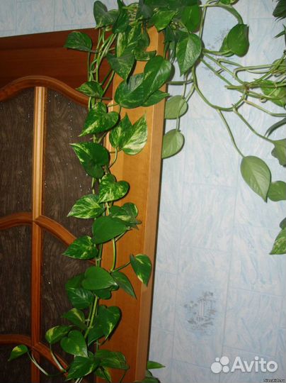 Сциндапсус - комнатная лиана