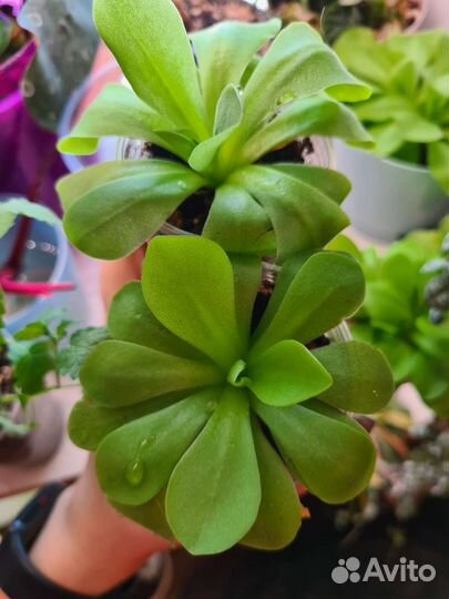 Хищные растения жирянки