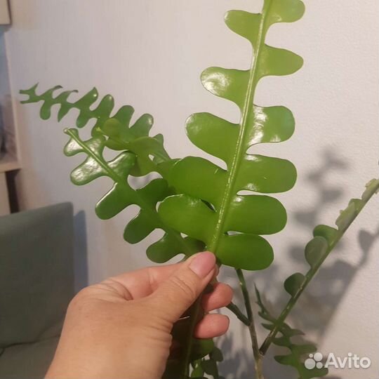 Дизокактус