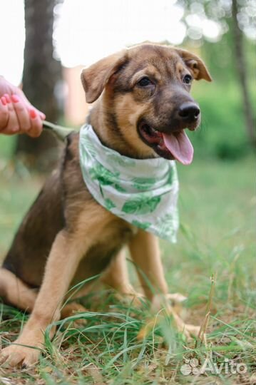 Щенок в дар бесплатно ищет дом и семью