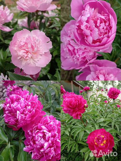 Саженцы пионов травянистых