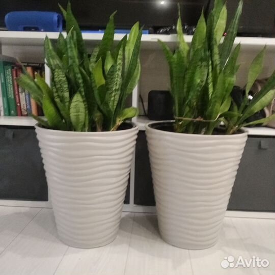 Кашпо с Сансевиерией