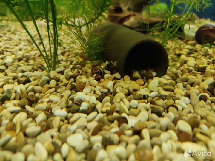 Улитка Хелена