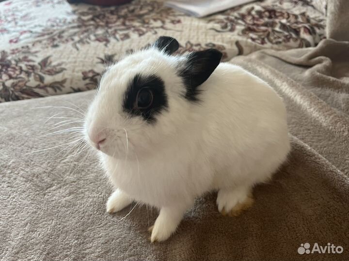 Карликовый кролик с клеткой