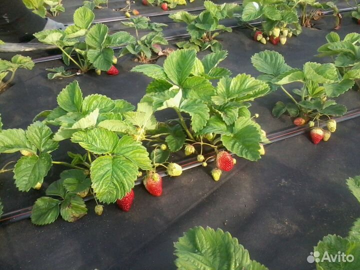 Клубника ремонтантная