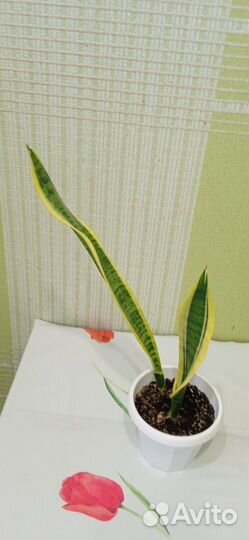 Комнатные цветы