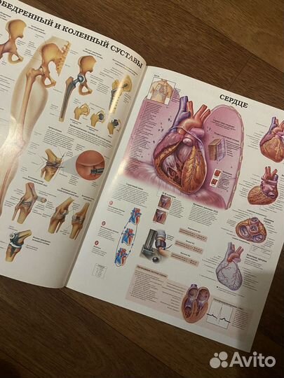 Анатомический атлас