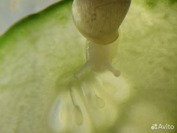 Улитки ахатины подростки и малыши