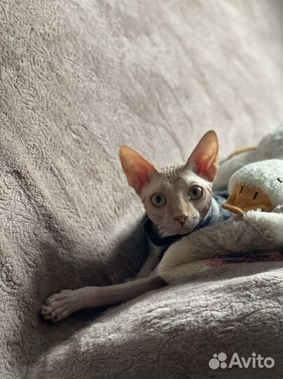 Кот сфинкс вязка