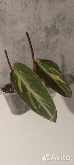 Строманта меджик стар