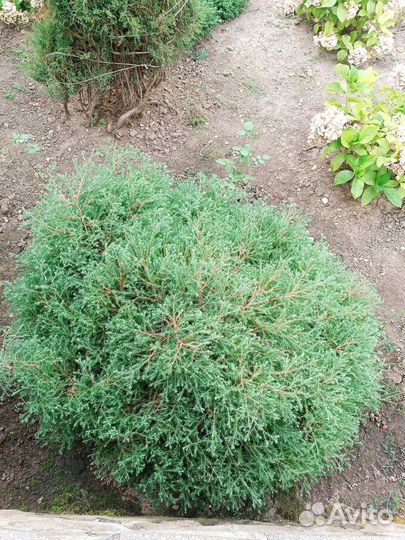 Можжевельник