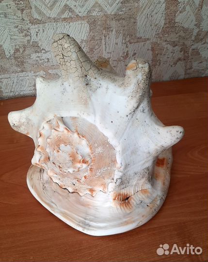 Ракушка большая длина 23 см, высота 20 см