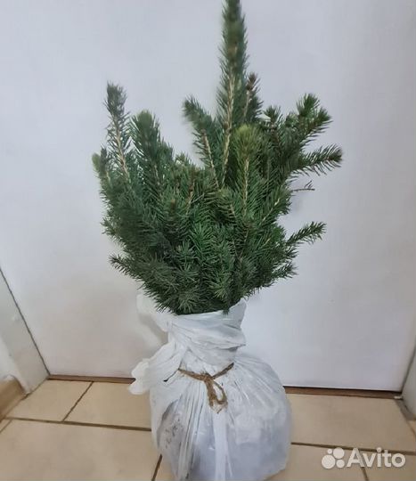 Ель голубая 3-4лет