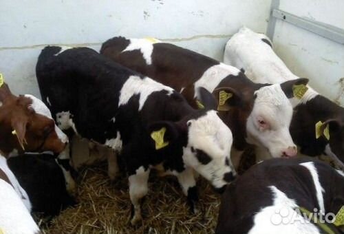 Телята на откорм