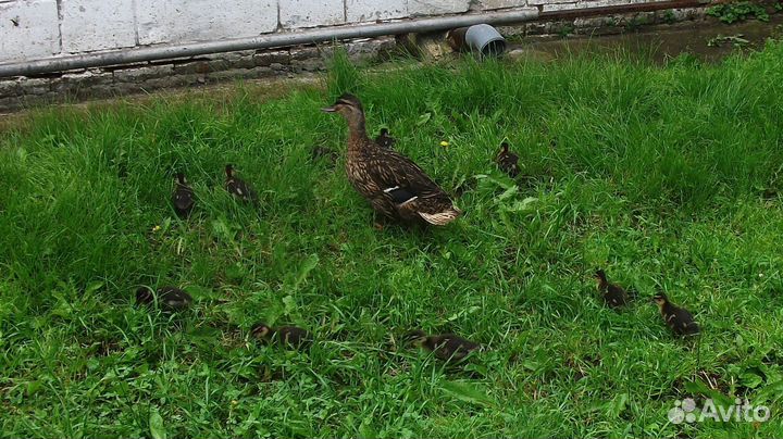 Утки подсадные для охоты