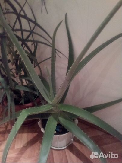 Цветы пассифлора, плющелистная пеларгония,алоэ