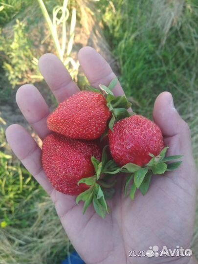 Клубника рассада