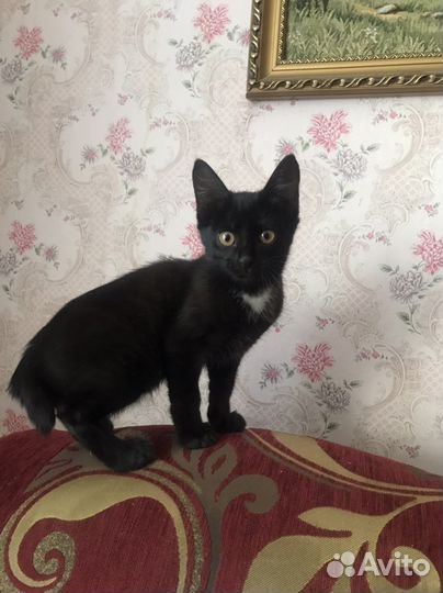 Кошка в дар бесплатно