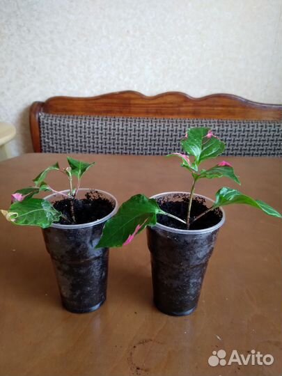 Комнатные растения