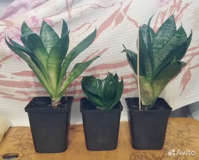 Комнатные цветы сансевиерии Хана / Ханни