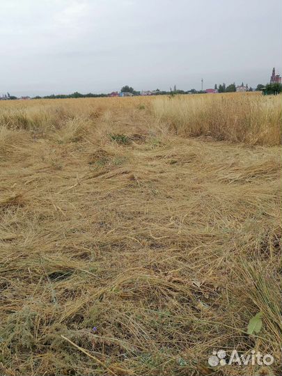 Продам сено