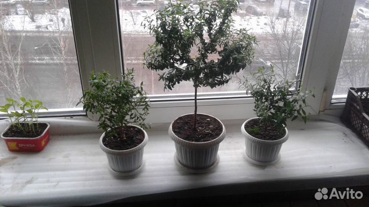 Растений Мирт